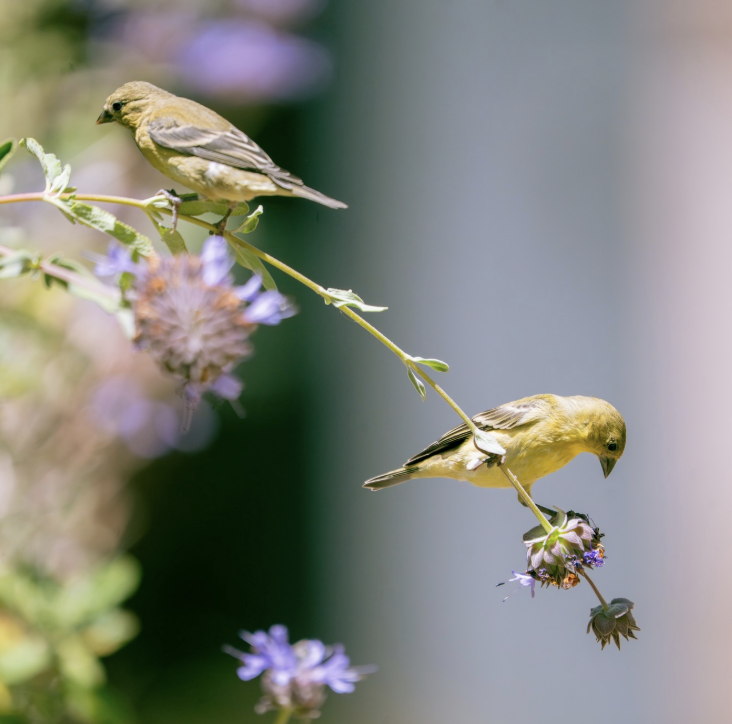 Two birds perched on a morning branch